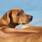 Rhodesian Ridgeback kijkt achterom