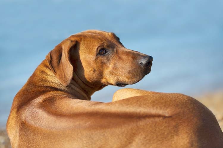Rhodesian Ridgeback