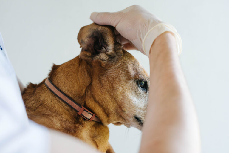 Othématome chez le chien : quand faut-il opérer et à quel prix ?