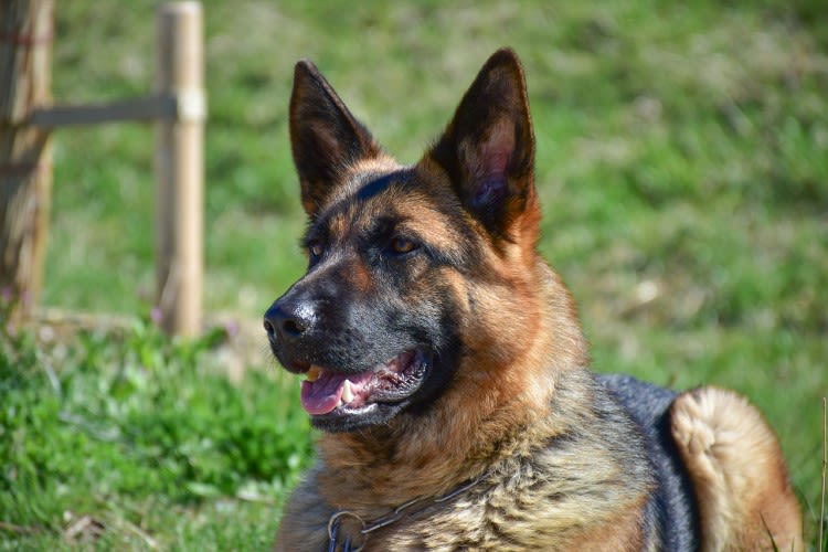 De gemiddelde prijs van een CT-scan bij de hond