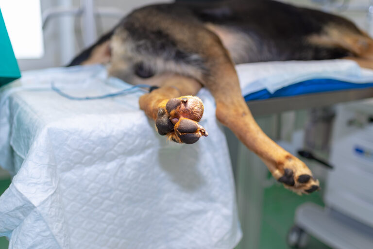 Déroulement et prix en cas d&rsquo;opération de la rate chez le chien