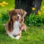 Infection urinaire chez le chien : la reconnaître et la traiter