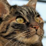 Pronostic des tumeurs chez le chat