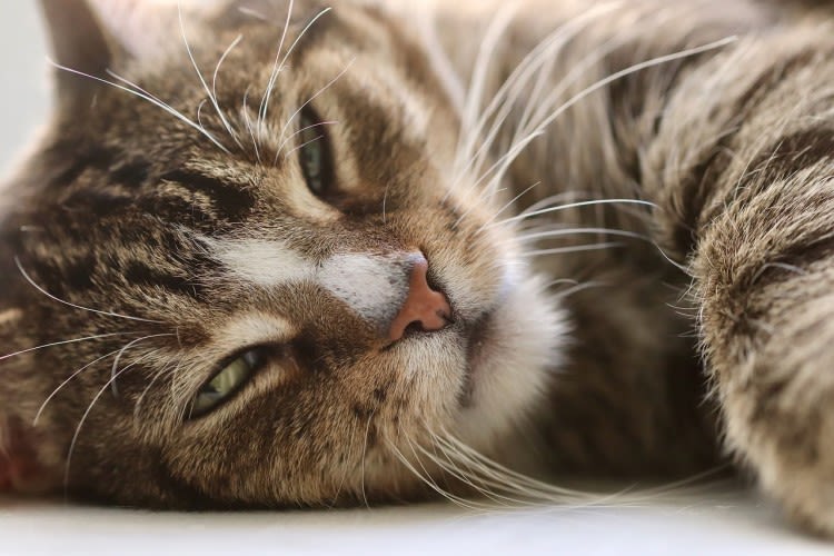 Gemiddelde kosten van euthanasie van je kat 