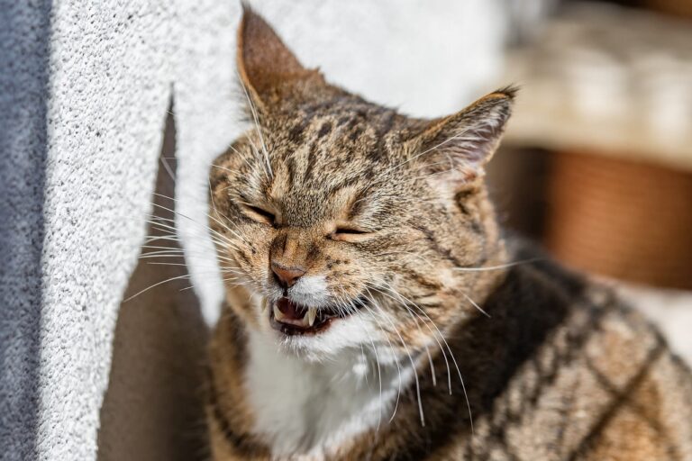 Waarom hoest je kat?