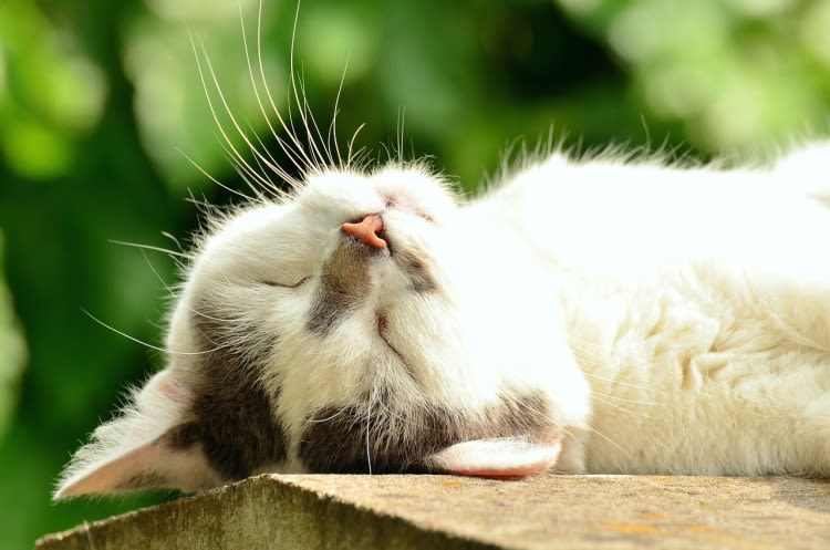 Overgeven bij de kat: wanneer moet je een dierenarts raadplegen?