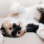 Calico ligt 