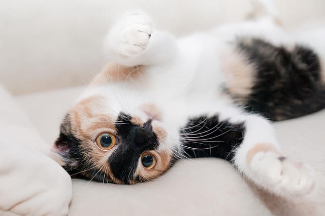 Calico