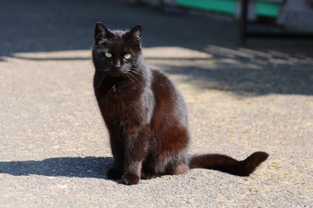 Zwarte kat