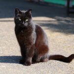 Zwarte kat op de schouder van zijn baasje