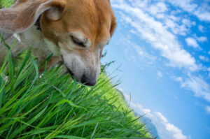 Pour quelles raisons mon chien mange de l’herbe ?