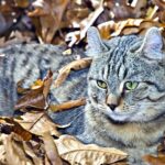 Liggende Highland Lynx