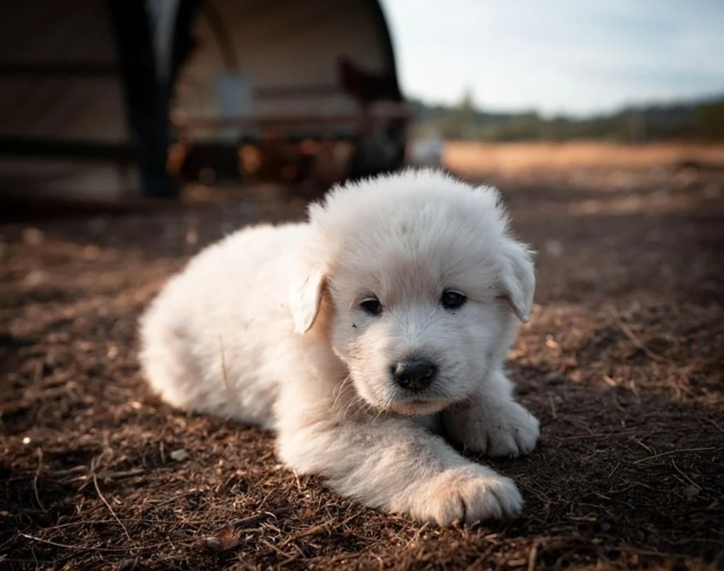 Pyrenese berghond pup ligt op de grond