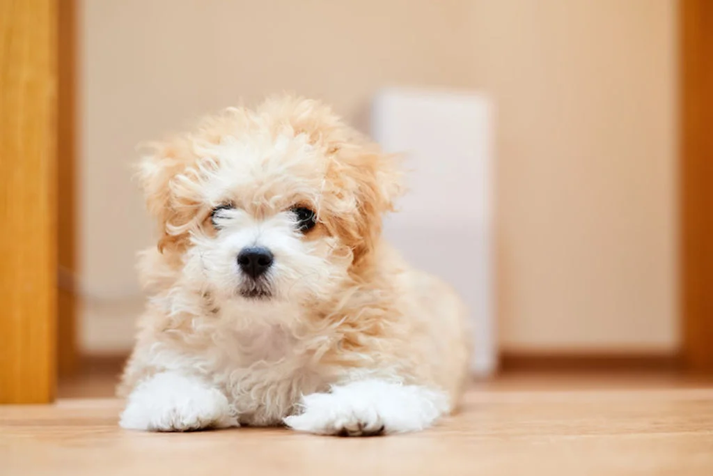 Maltipoo ligt op de grond
