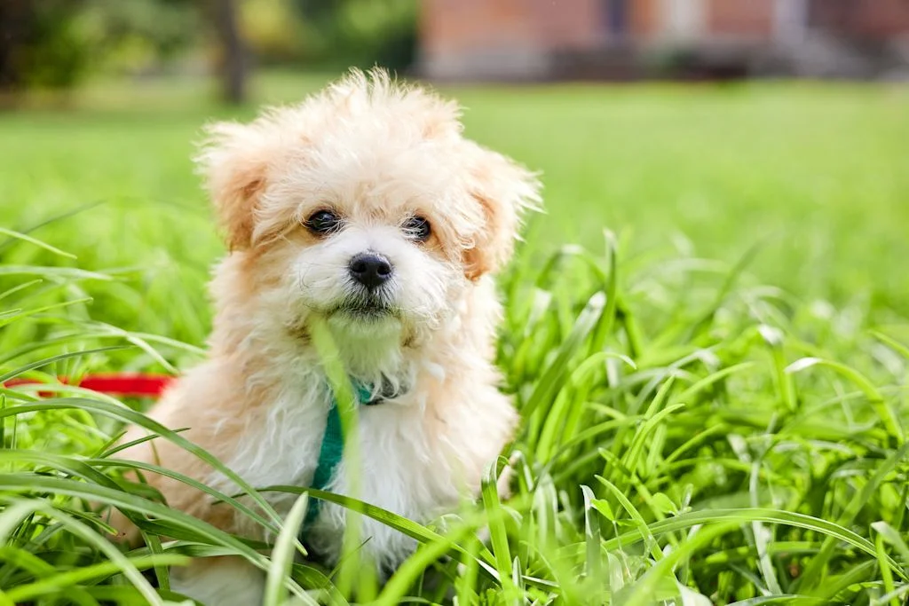 Witte Maltipoo ligt in het gras