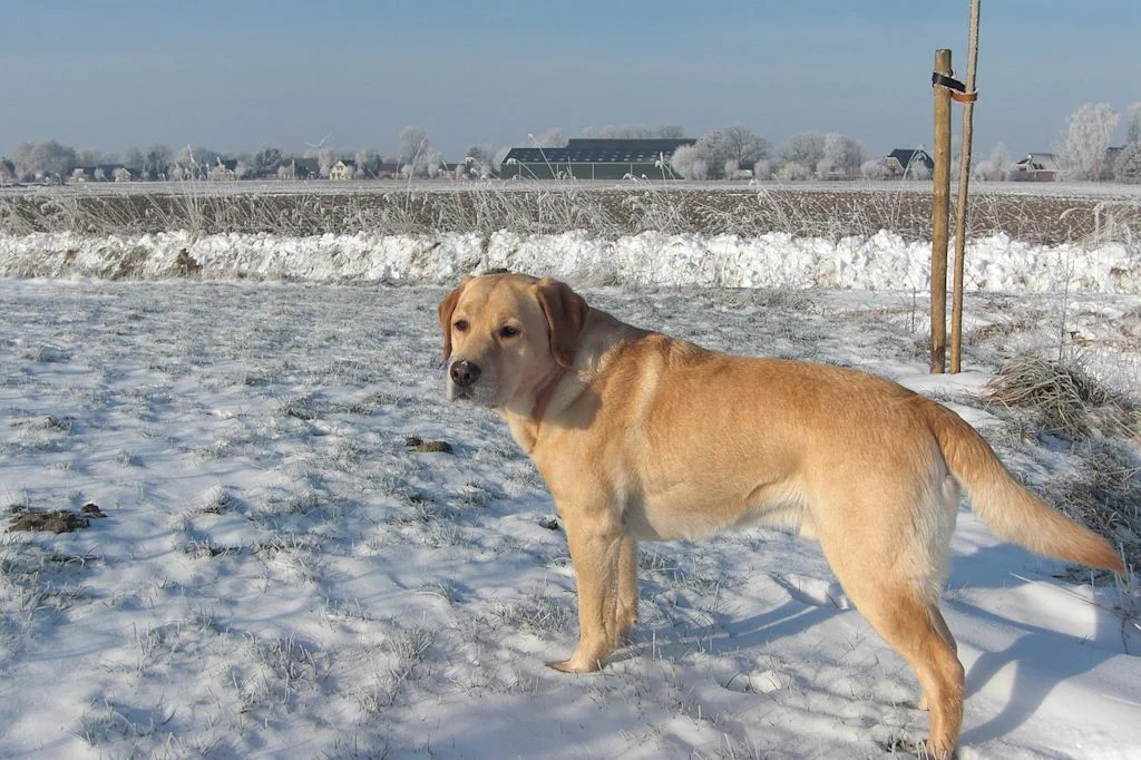 Hond staat in de sneeuw