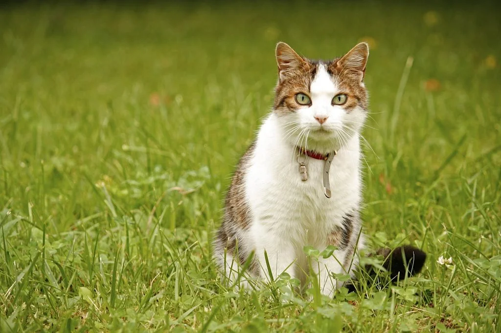 Kat met halsband in gras