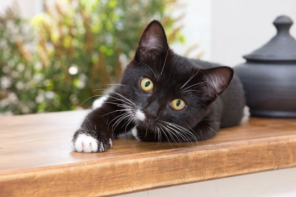 Zwarte kat ligt op vensterbank