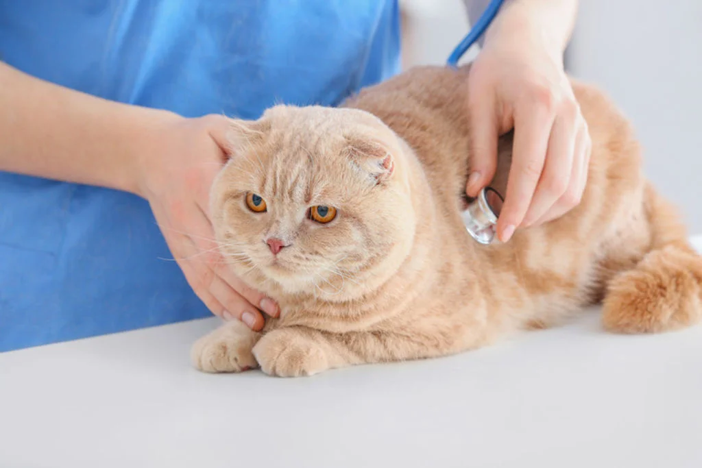 Dierenarts onderzoekt oranje kat