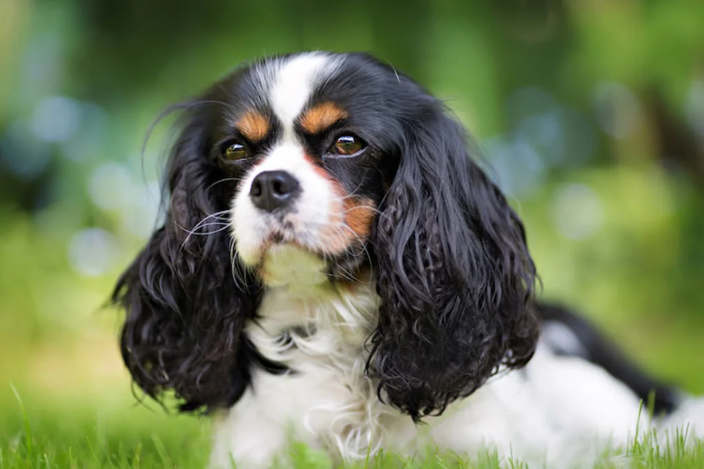 Kleine hond ligt in het gras