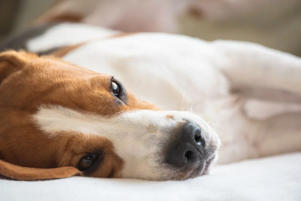 Close-up van liggende hond