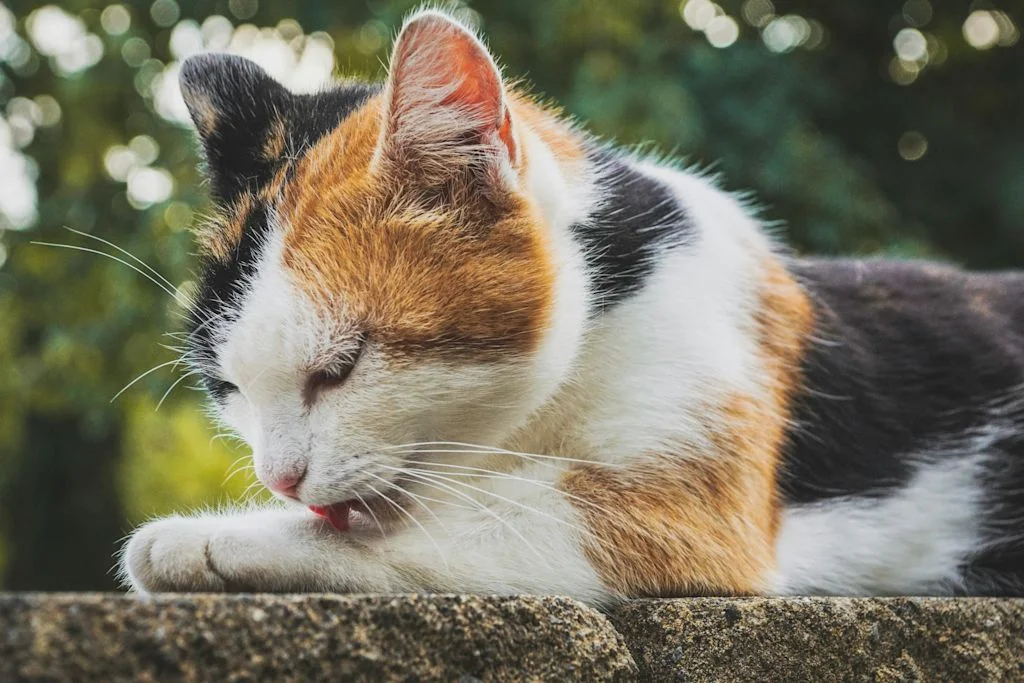 Calico likt zijn poot 