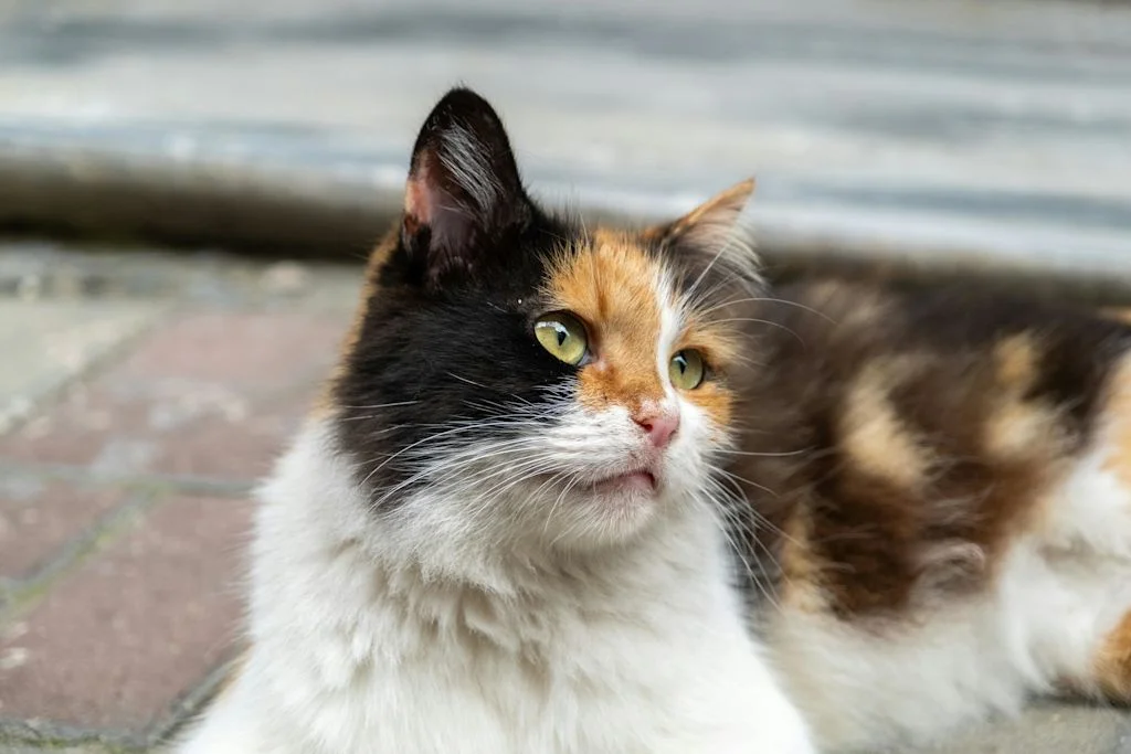 Calico ligt op de grond buiten