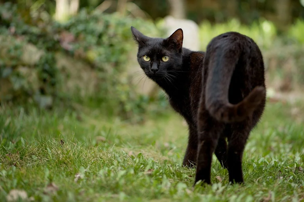 Zwarte kat jagen im Hintergrund mit Fokus