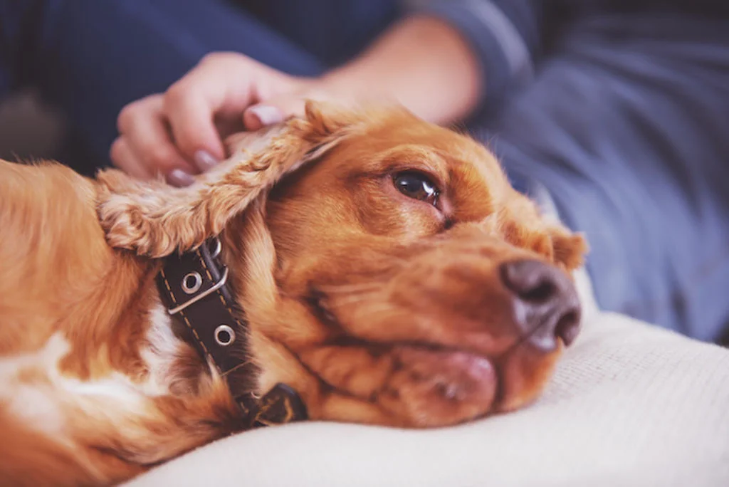 Baasje aait liggende bruine hond