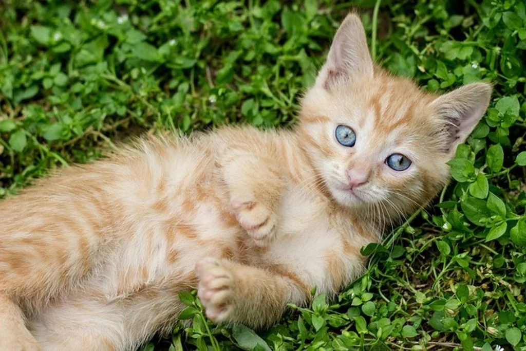 Kitten van rode kat
