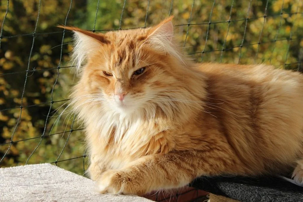 Langharige rode kat ligt buiten