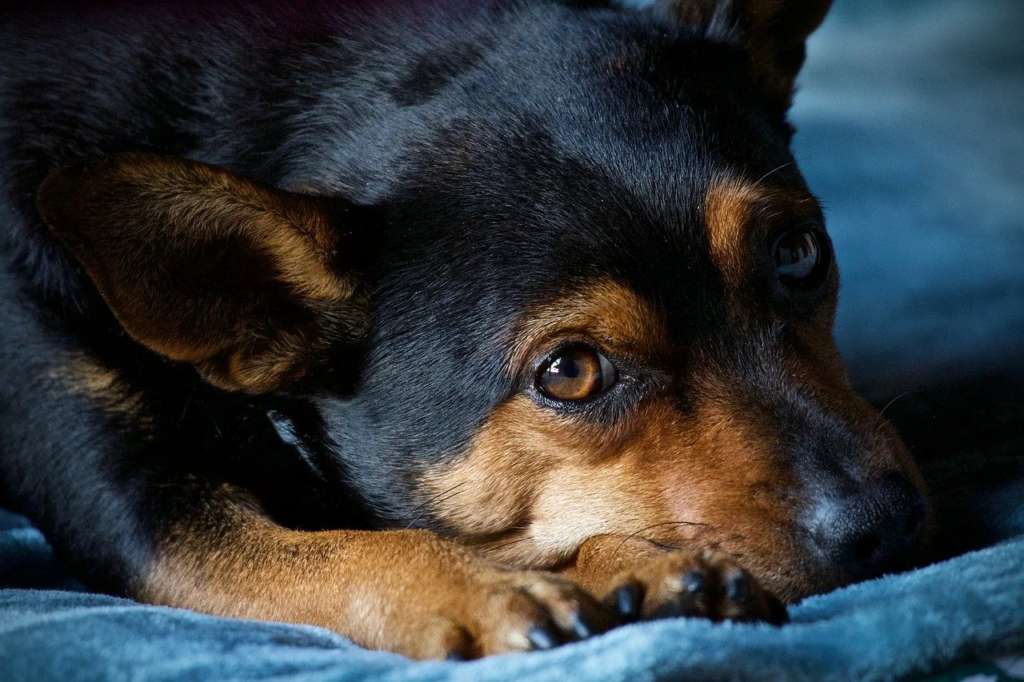 Kleine hond ligt op blauw kleed