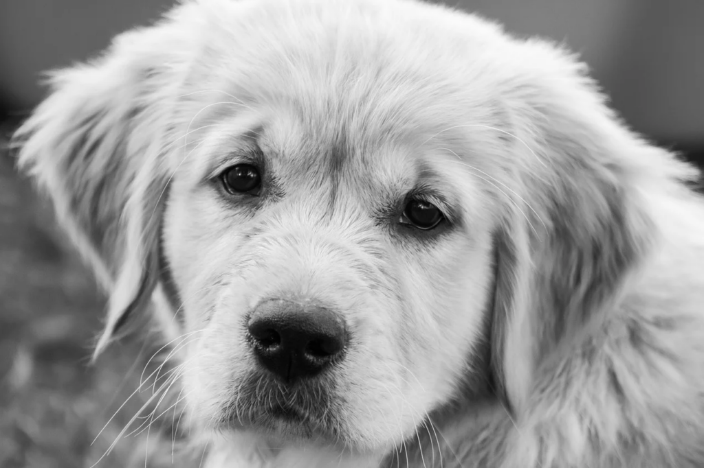 Foto van puppy in grijskleuren