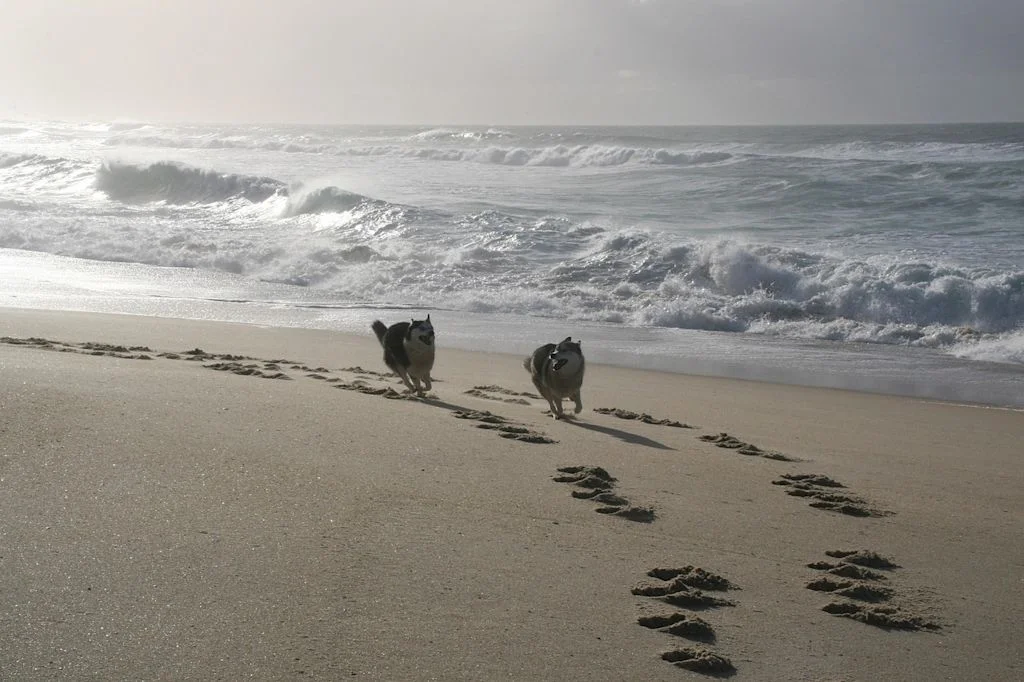 Twee honden rennen op het strand