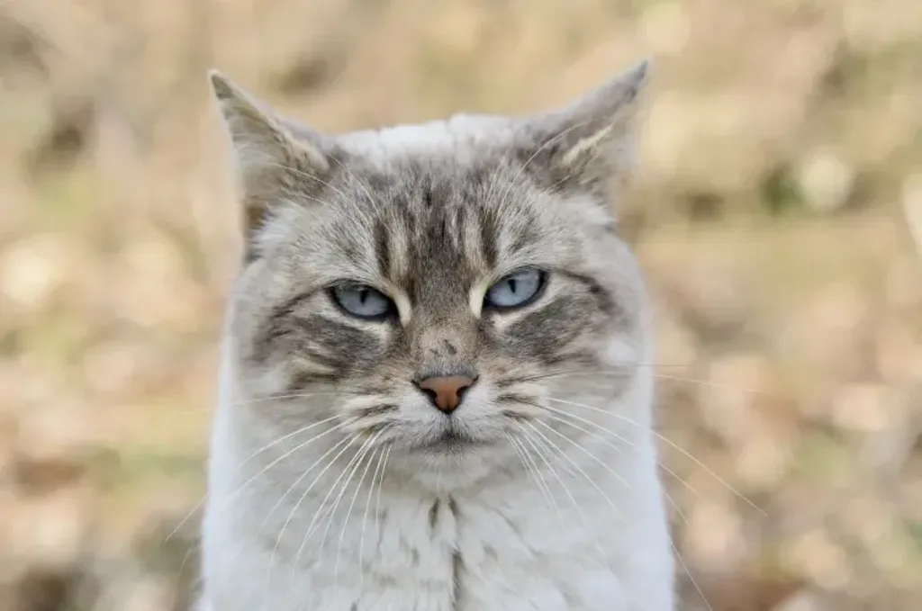 Kat met blauwe ogen kijkt in cameralens