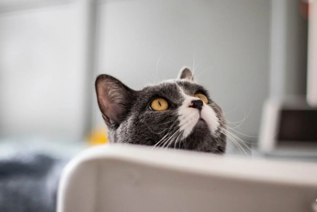 Grijze kat met witte snuit kijkt omhoog