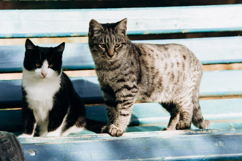 Twee jonge katten op een bankje 
