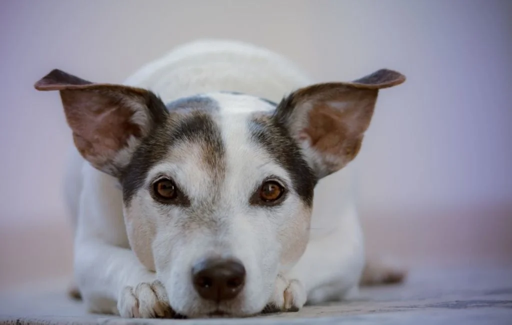 Liggende kleine hond
