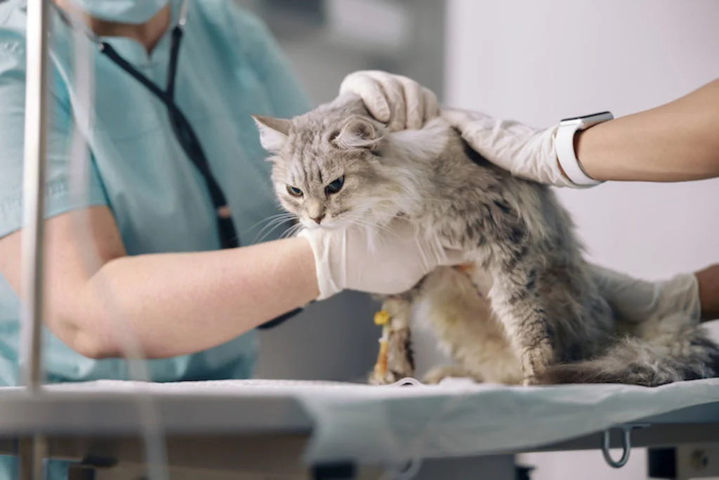 Kat wordt onderzocht door twee dierenartsen 