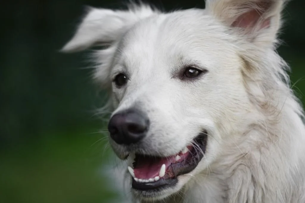 Langharige witte hond
