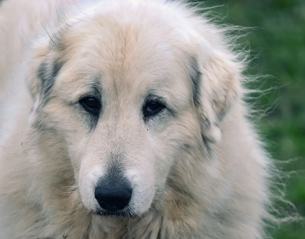 Close-up van het gezicht van een Pyrenese berghond