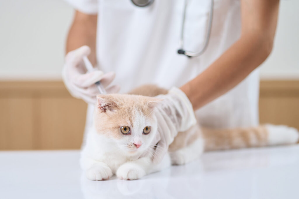 Pronostic des tumeurs chez le chat