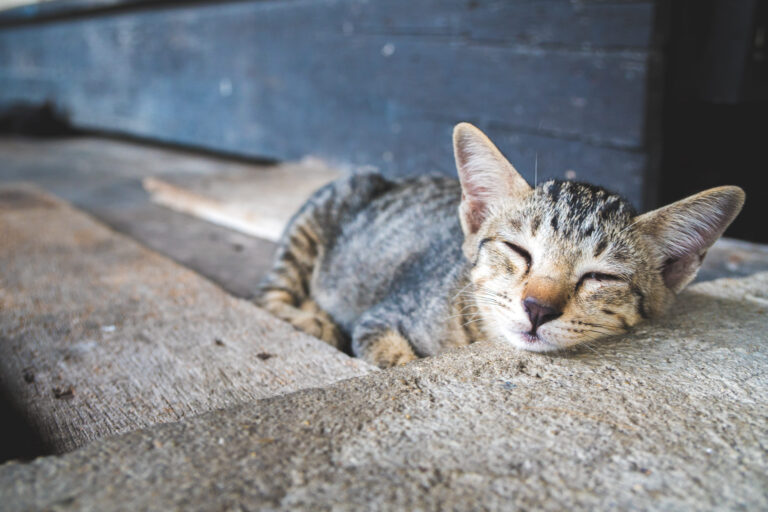 Chat qui maigrit : pourquoi et que faire ?