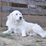Pyrenese berghond voor hek