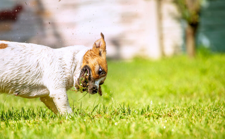 Pour quelles raisons mon chien mange de l’herbe ?
