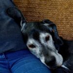 Tout savoir sur la pancréatite chez le chien
