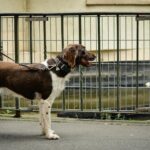 Münsterländer voor hek