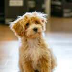 Zittende Maltipoo