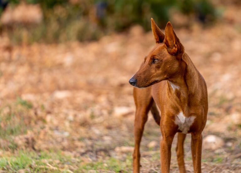 Podenco