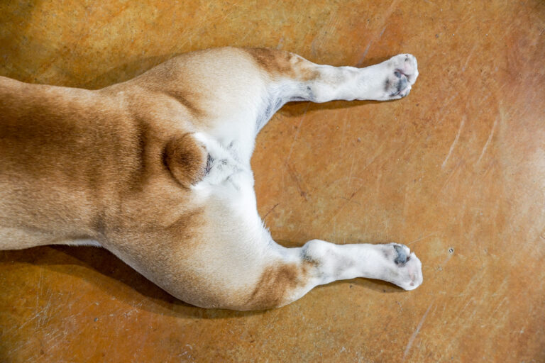 Reconnaître et traiter les fistules péri-anales chez le chien